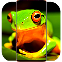Frog Wallpaper 4K