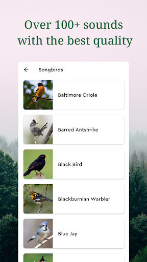 Sound of Bird: Natural Habitat Screen 3