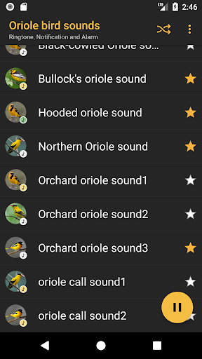 Oriole bird sounds Screen 3