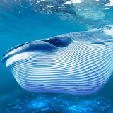 The Blue Whale icon