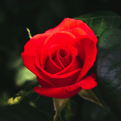 Rose Wallpaper logo