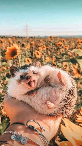 Cute Hedgehog Wallpaper
