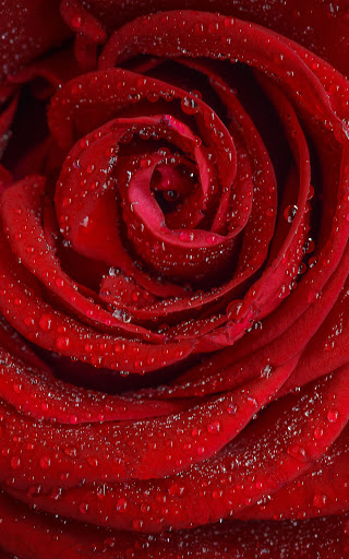 Red Wallpapers  hd backgrounds