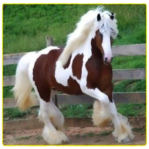 Horse - AppWisp.com