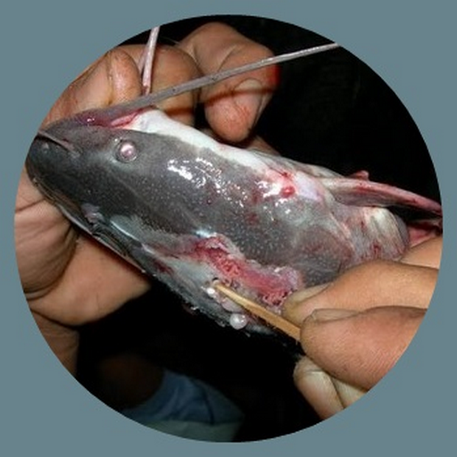 freshwater fish disease logo