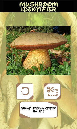 Automatic Mushroom Identifier Screen 3