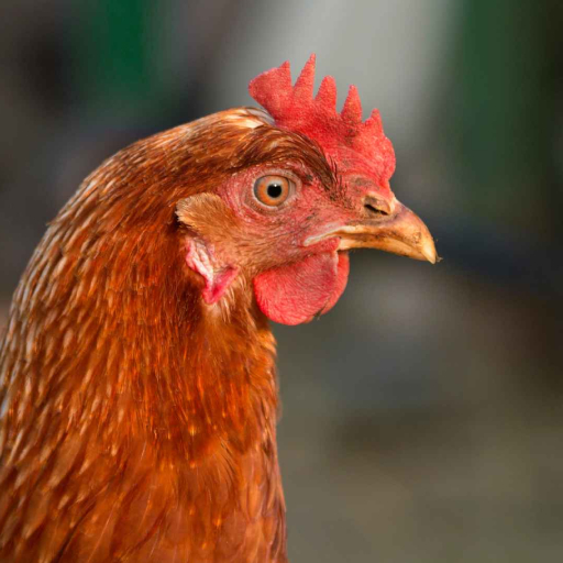 Hen Wallpaper