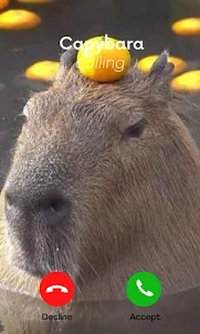 Capybara Video Call Chat
