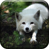 Adorable White Fox Nap Live icon