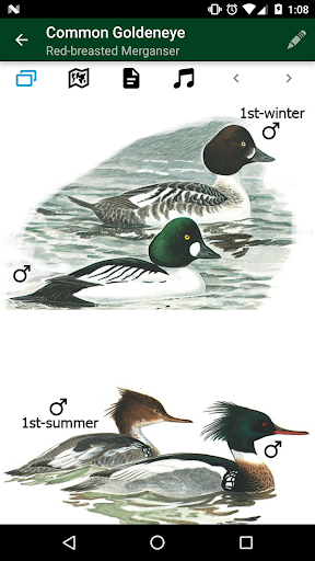 Birds of Germany & Switzerland Screenshot