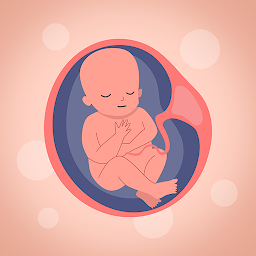 Image de l'icône Календарь беременности
