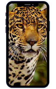 Fondos de pantalla de jaguar