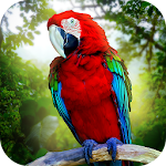 Cover Image of Unduh Jungle Parrot Simulator - coba bertahan hidup burung liar!  APK