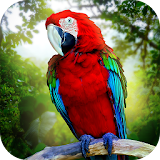Jungle Parrot Simulator - try wild bird survival! icon