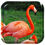 Flamingos Bicycle Live Wallpap icon