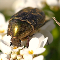 fondo pantalla escarabajo