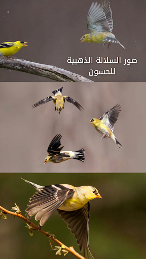 اجمل صوت تغريد حسون Screen 3