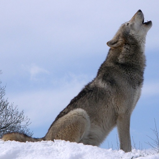 Wolf Howl Sound logo