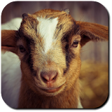 Goat Wallpapers icon