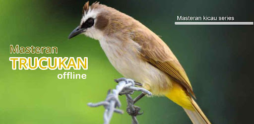 Masteran Trucukan Gacor Screen 3