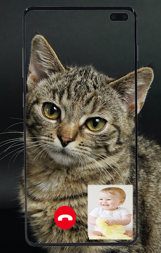 Android application Cat Fake Video Call prank screenshort