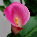 Cover Image of डाउनलोड Calla Lilly Wallpapers HD  APK
