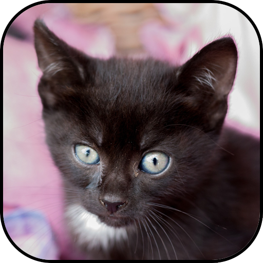 Fonds D Ecran Et Fond D Ecran De Chaton Noir Applications Sur Google Play