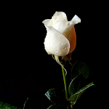 White Rose Wallpapers icon