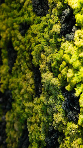 Moss Wallpaper Screen 2