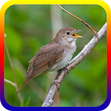 Suara Burung Nightingale Offline icon