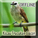 Master Kicau Trucukan Gacor icon