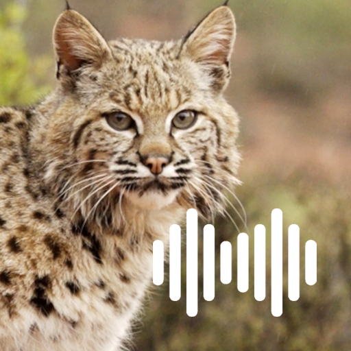 Bobcat Hunting Calls logo