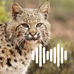 Cover Image of Download Bobcat hunting calls  APK