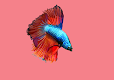 screenshot of Betta Fish 3D Pro