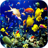 Sea Life Video Wallpapers icon