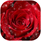 Rose Wallpaper icon