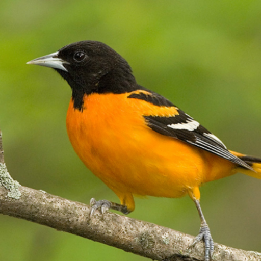 Oriole bird sounds logo