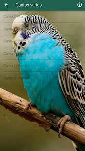 Captura 4 Canto periquito android
