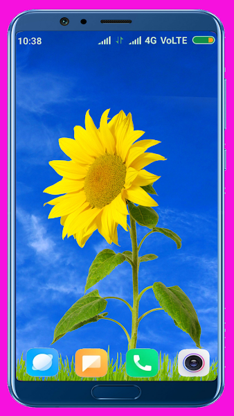  Sunflower HD Wallpaper 