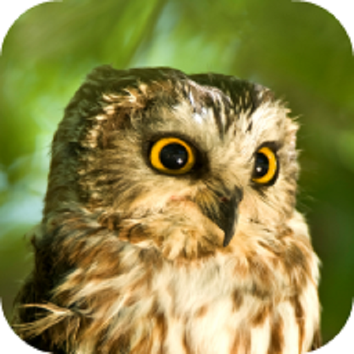 Owl Sounds logo