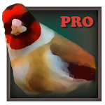 Cover Image of Unduh Birdquiz Pro  APK