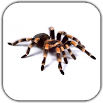 Cover Image of Download Spider Video Live Wallpaper 4.0 APK