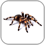 Spider Video Live Wallpaper icon
