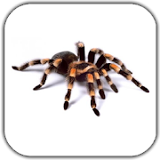 Top 40 Personalization Apps Like Spider Video Live Wallpaper - Best Alternatives