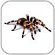 Spider Video Live Wallpaper Download on Windows