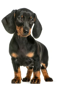 Dachshund Wallpapers || Dogs