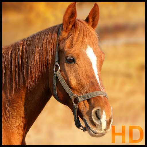 horse pictures  Icon