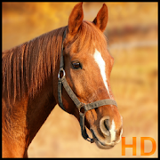 Top 20 Personalization Apps Like horse pictures - Best Alternatives
