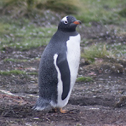 Pingouin 1.0 Icon