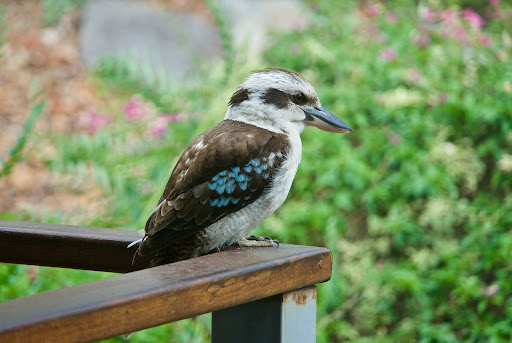 Kookaburra Bird Wallpapers Screen 3